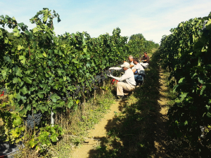 Vendemmia a Tenuta Castelbuono in Umbria.