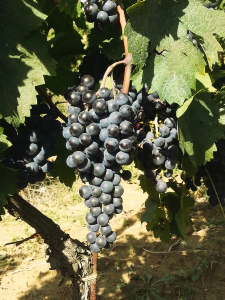 Vendemmia a Tenuta Castelbuono in Umbria.