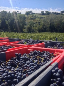 Vendemmia a Tenuta Castelbuono in Umbria.