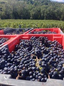 Vendemmia a Tenuta Castelbuono in Umbria.