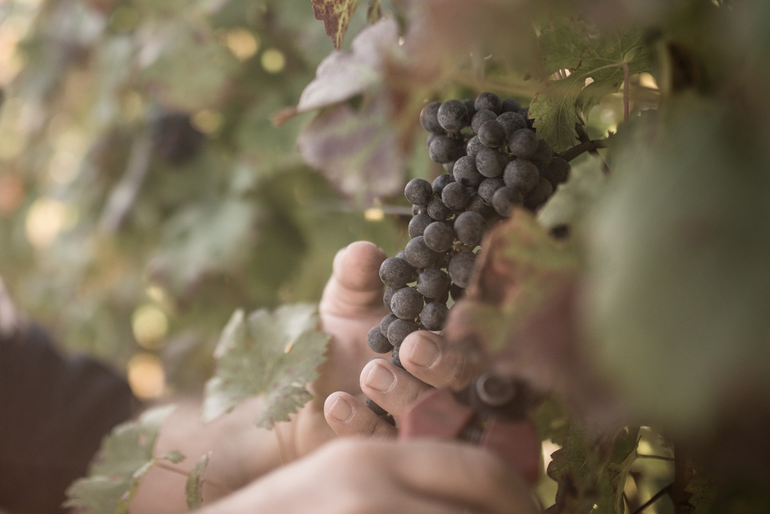 Inizia la Vendemmia 2019 alle Tenute Lunelli