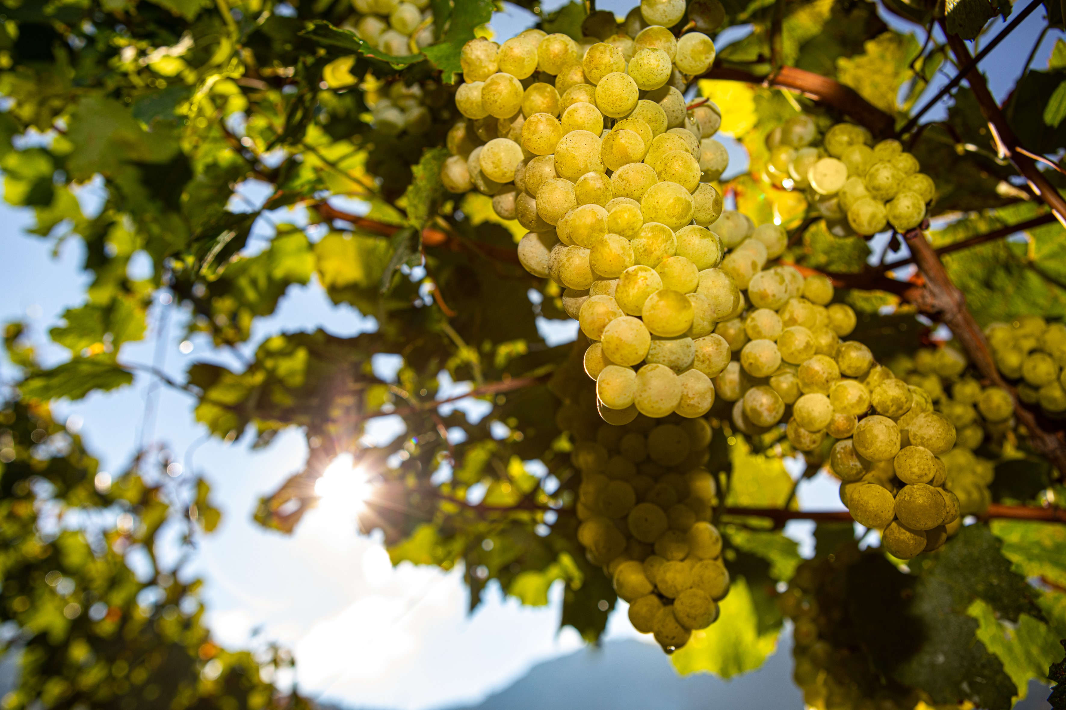 Tenuta Margon ha dato inizio alla vendemmia 2020